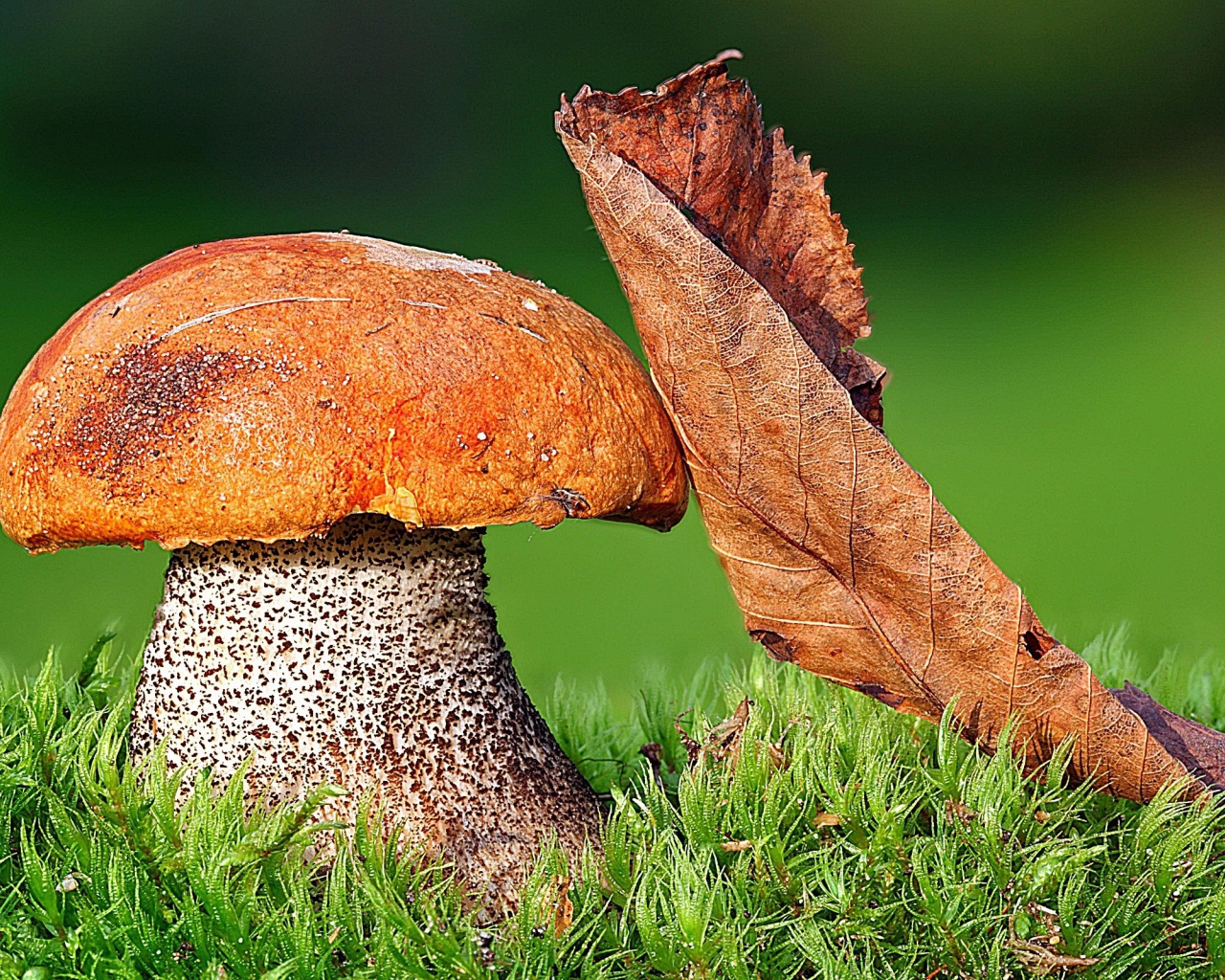 Гриб Подосиновик с листом