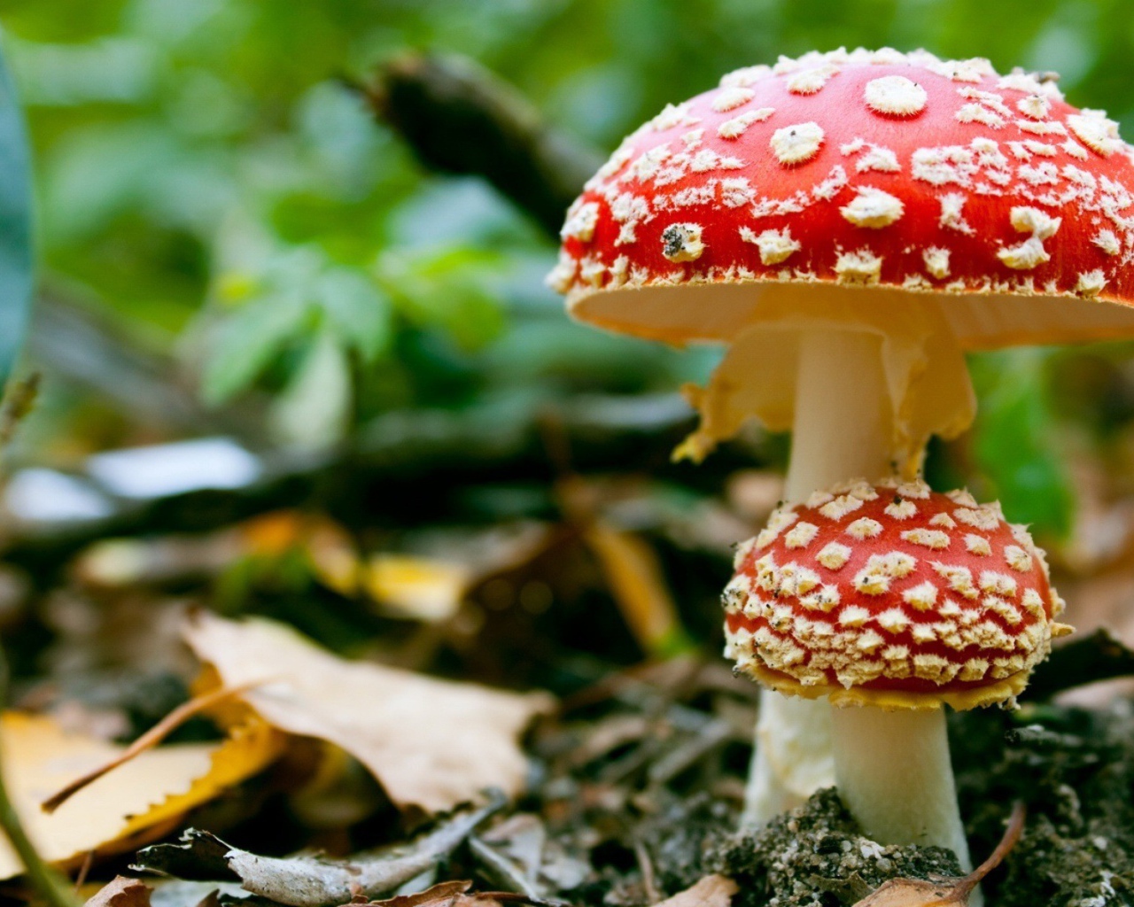Ядовитые грибы мухоморы