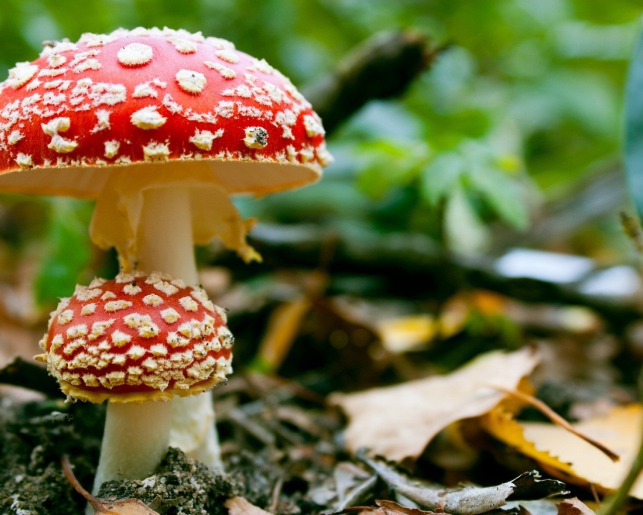 Семейка мухоморов