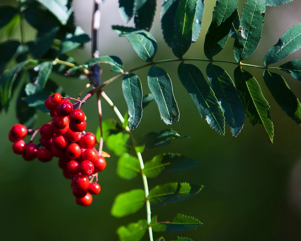 Гроздь рябины