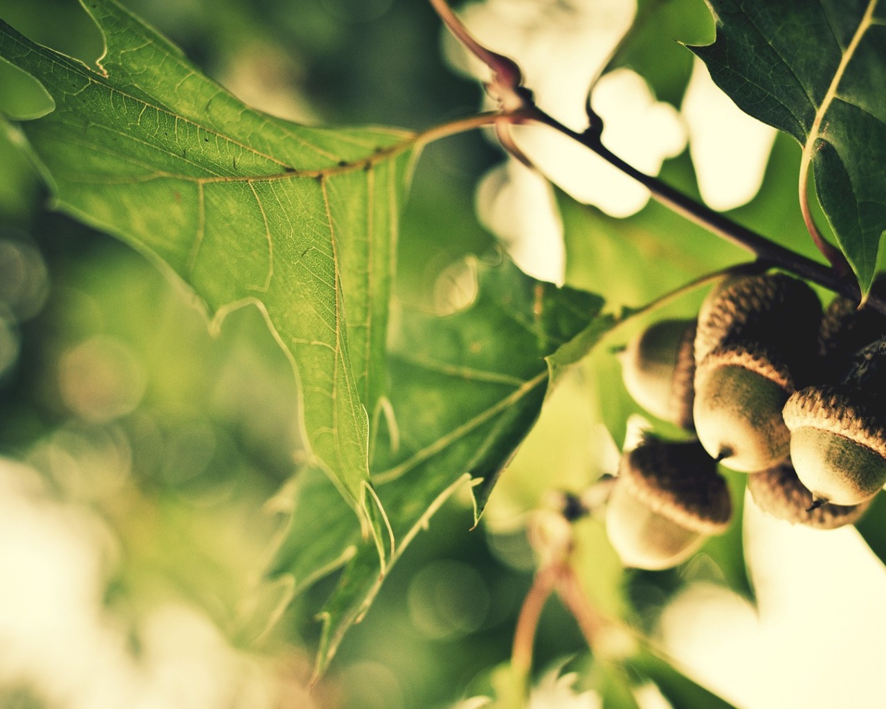 Желуди на ветке