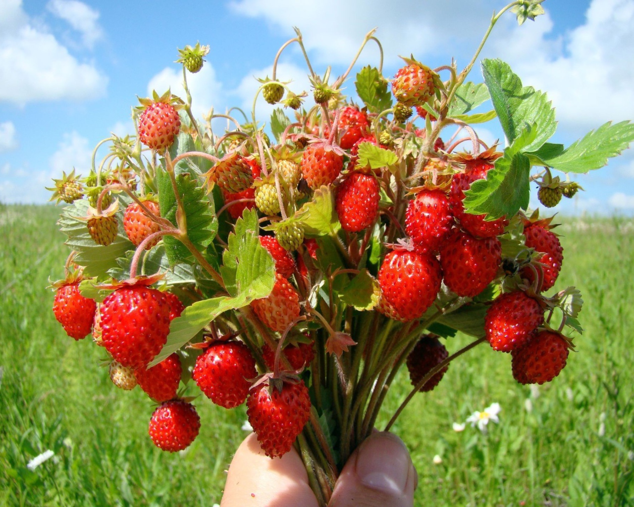 Букет земляники