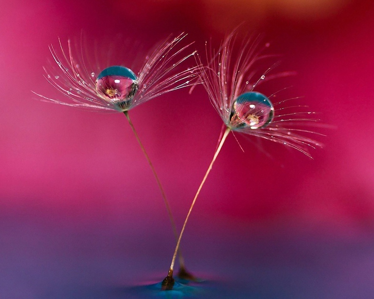 Семена одуванчика в воде