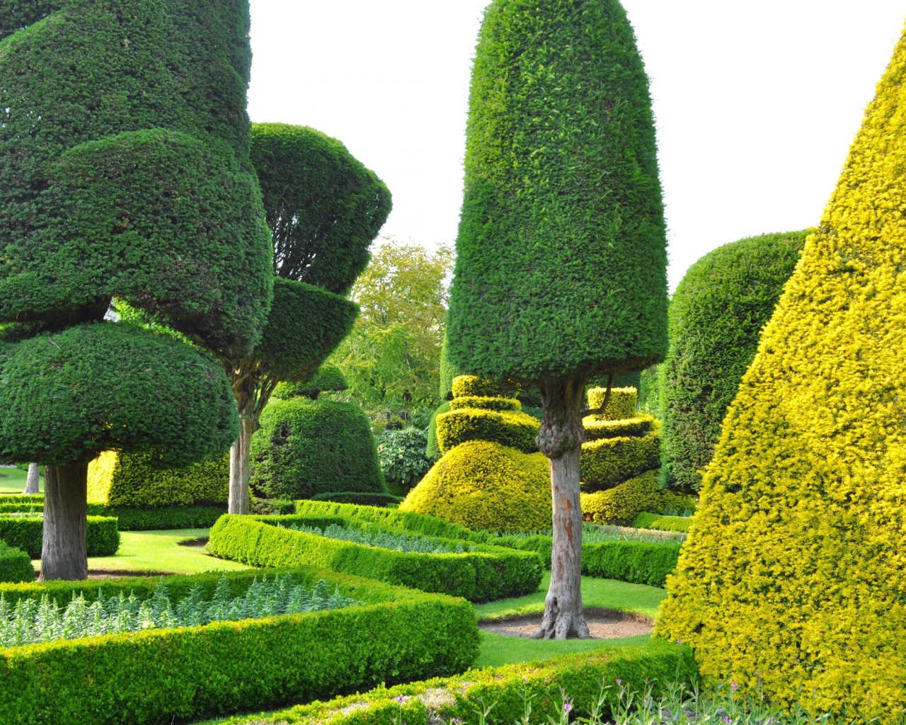 Ровные кроны деревьев