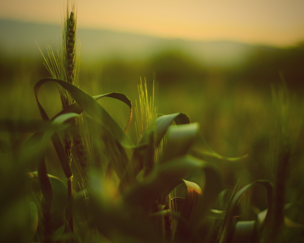 Трава с колосьями