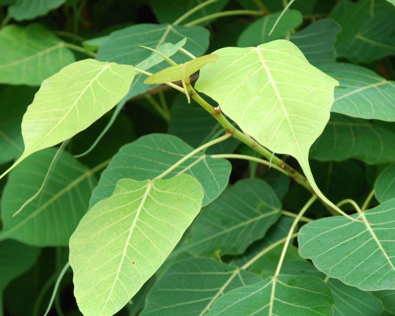 Зеленый кустарник