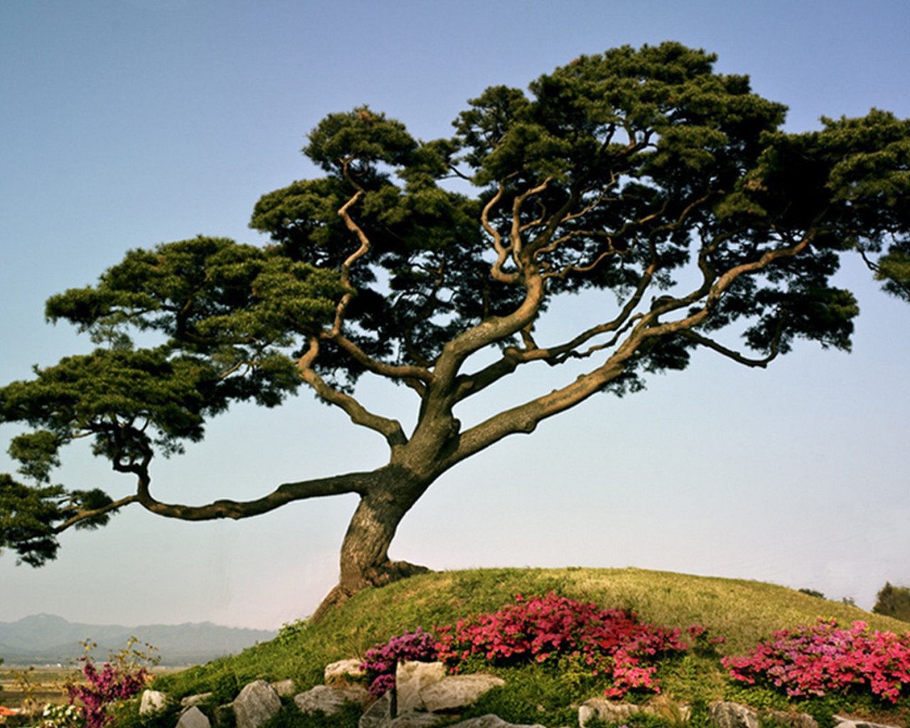 Японская сосна на горе