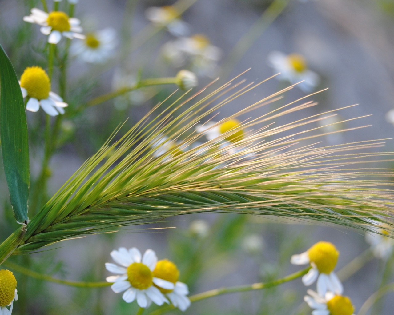 Колос среди ромашек