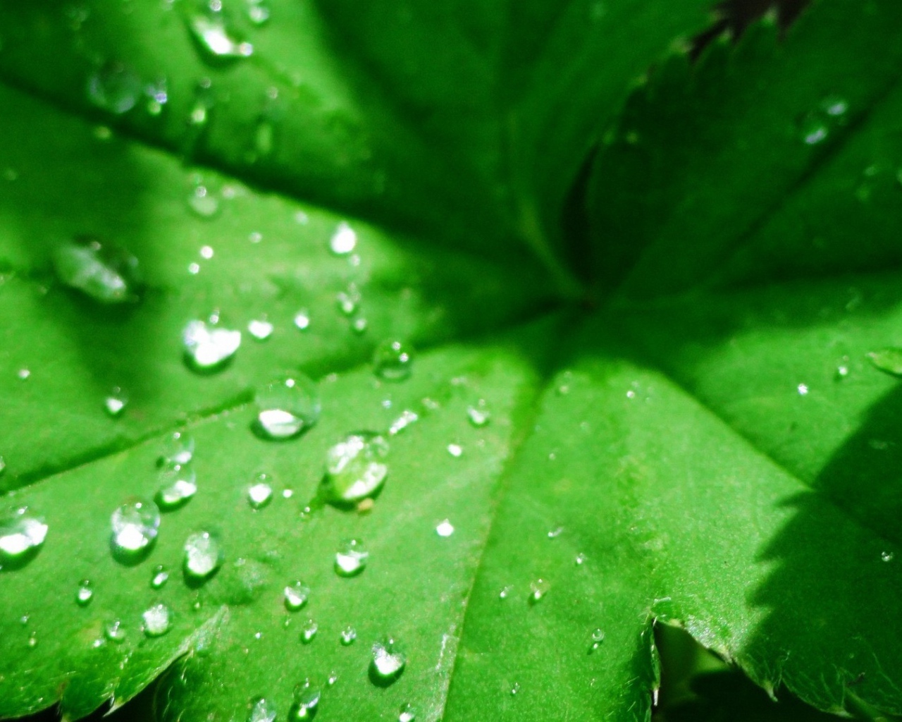 Зеленый листок с капельками воды