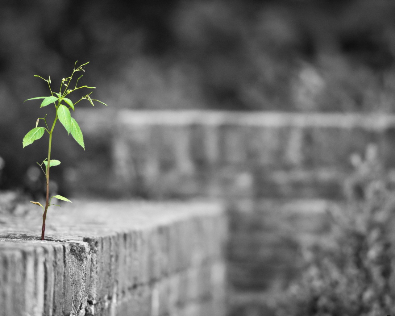 Одинокое растение