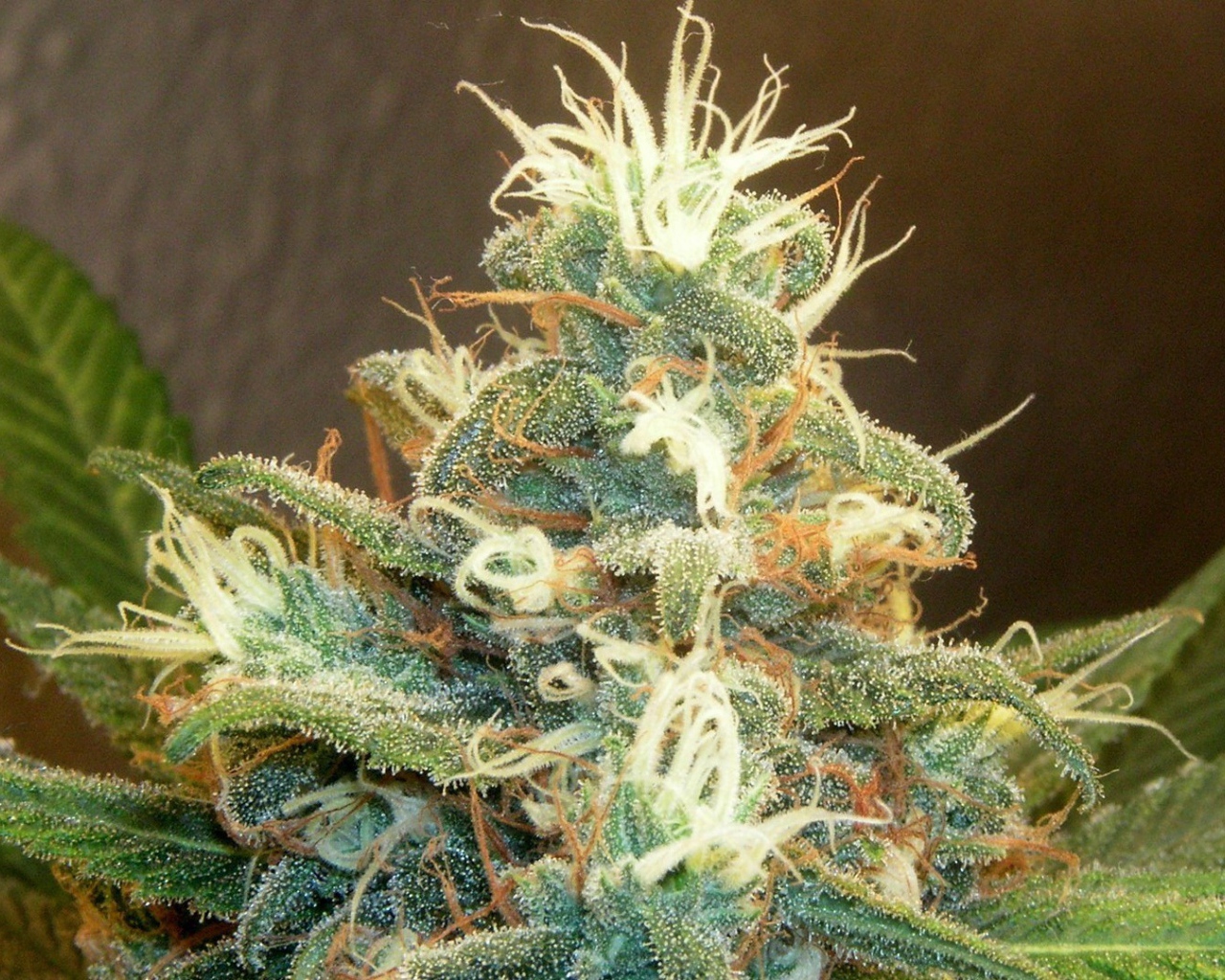 Марихуана почки растений 
