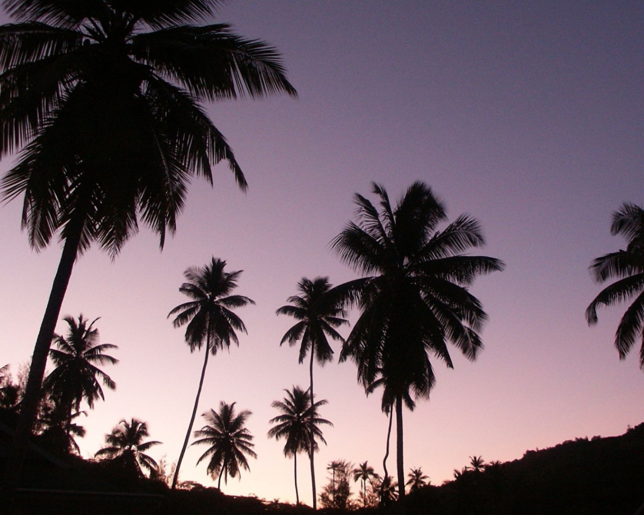 Пальмы на вечернем небе