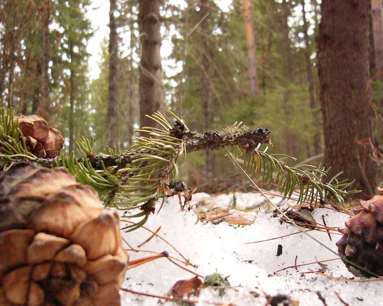 Шишки сибирского кедра