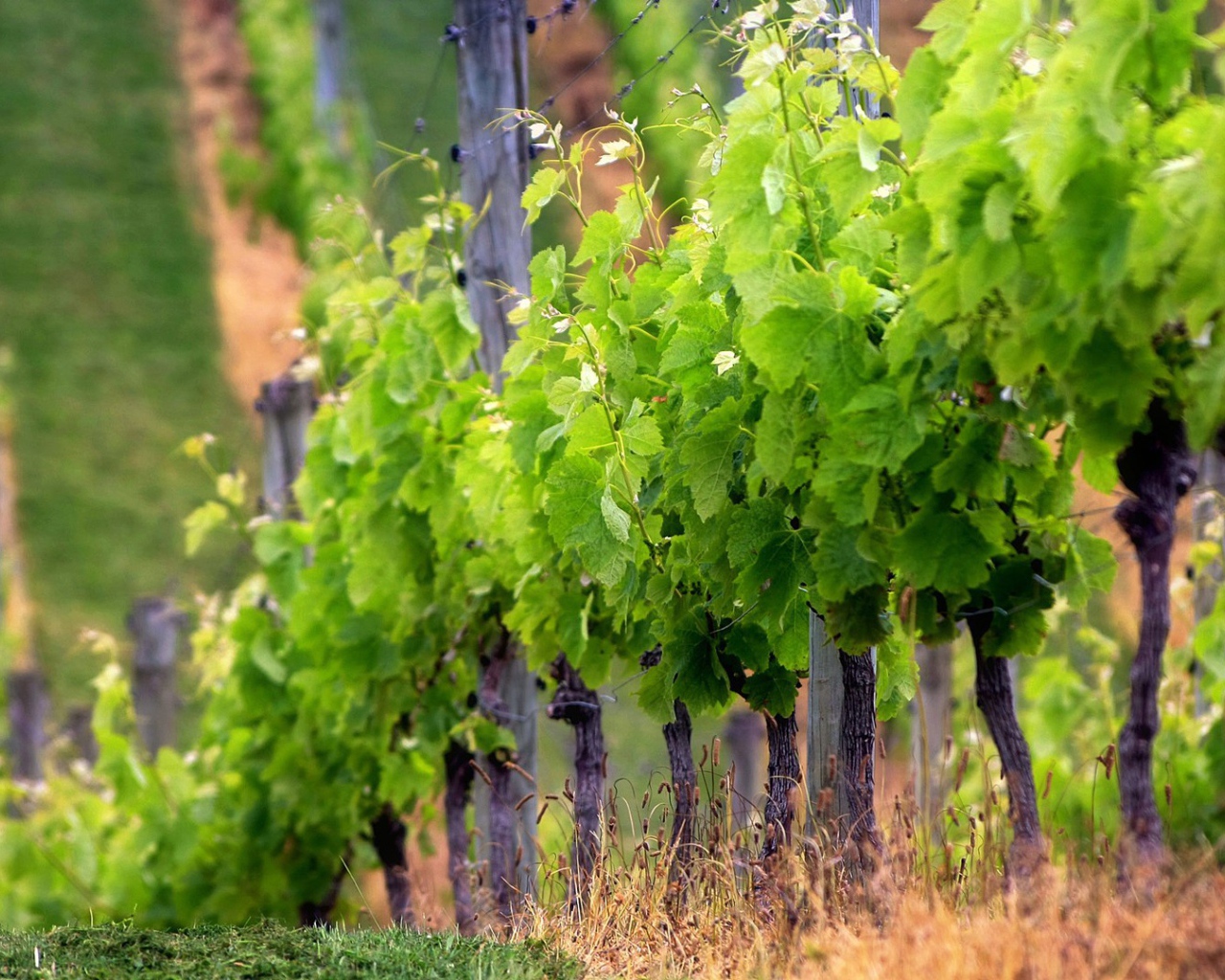 Забор из виноградника