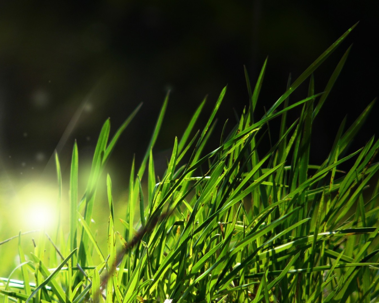 Свет в траве
