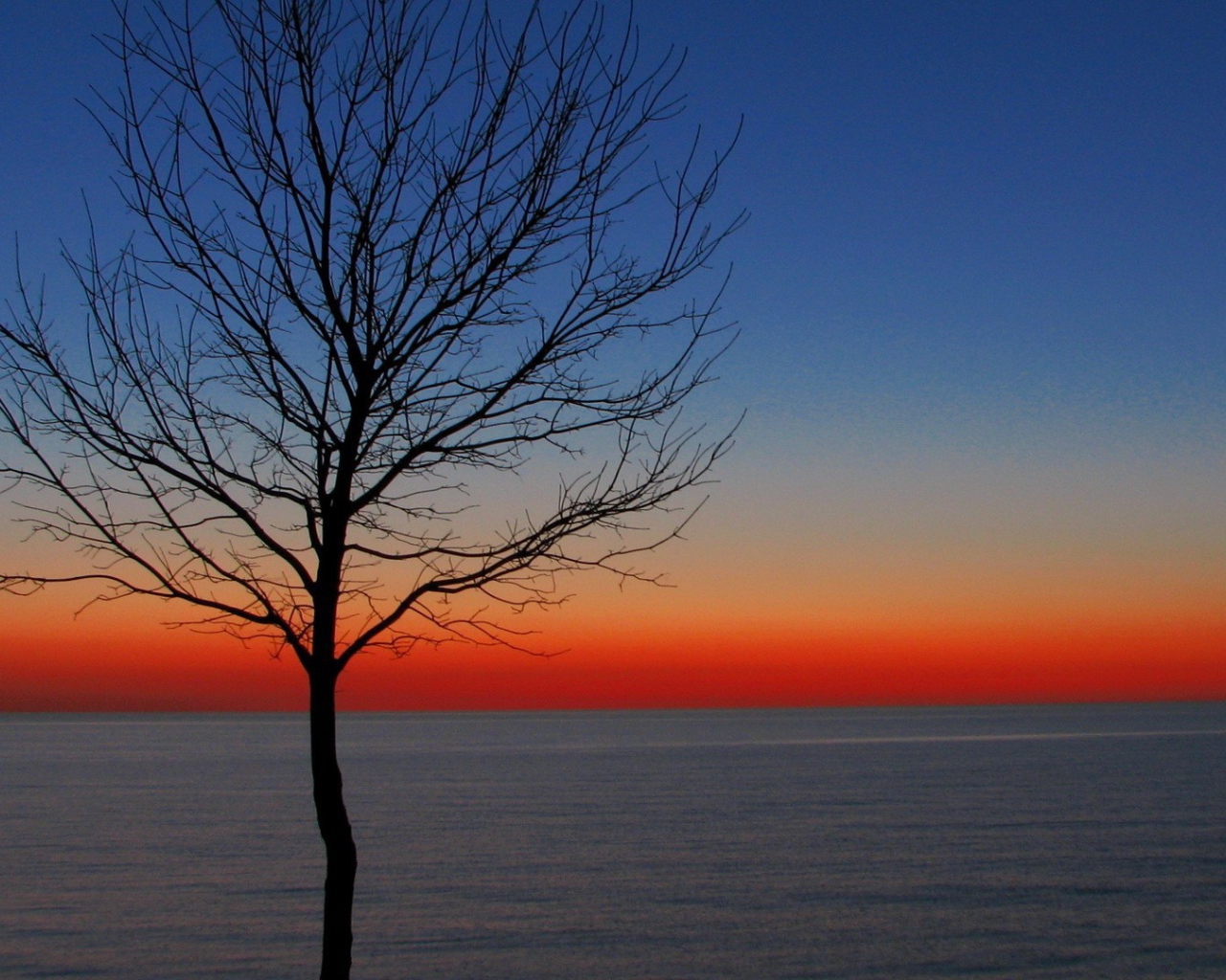 Дерево на утренней заре