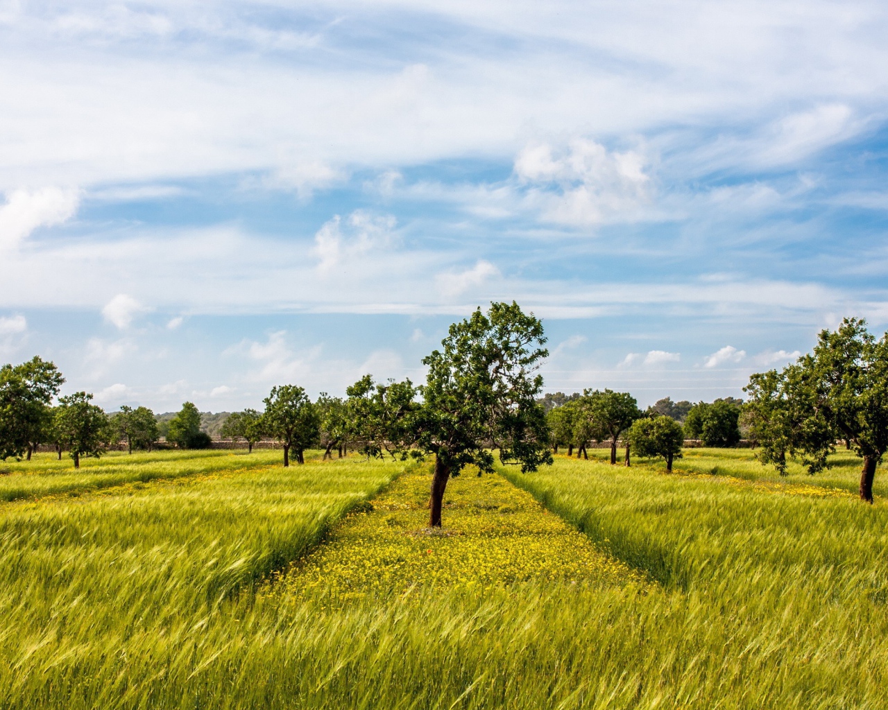 Деревья в фруктовом саду