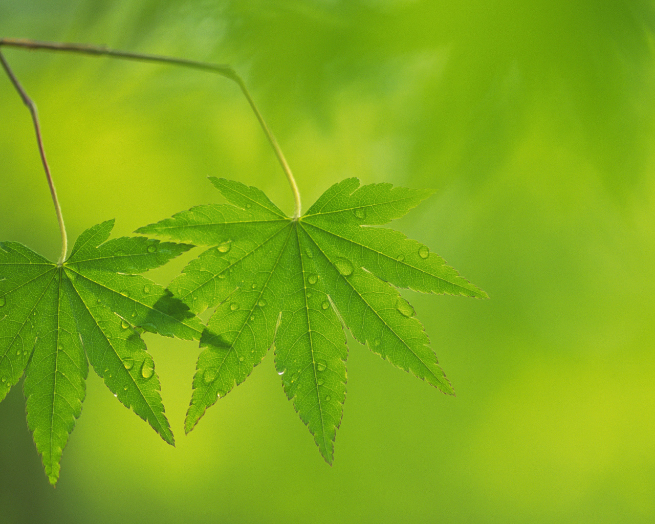 Два листочка