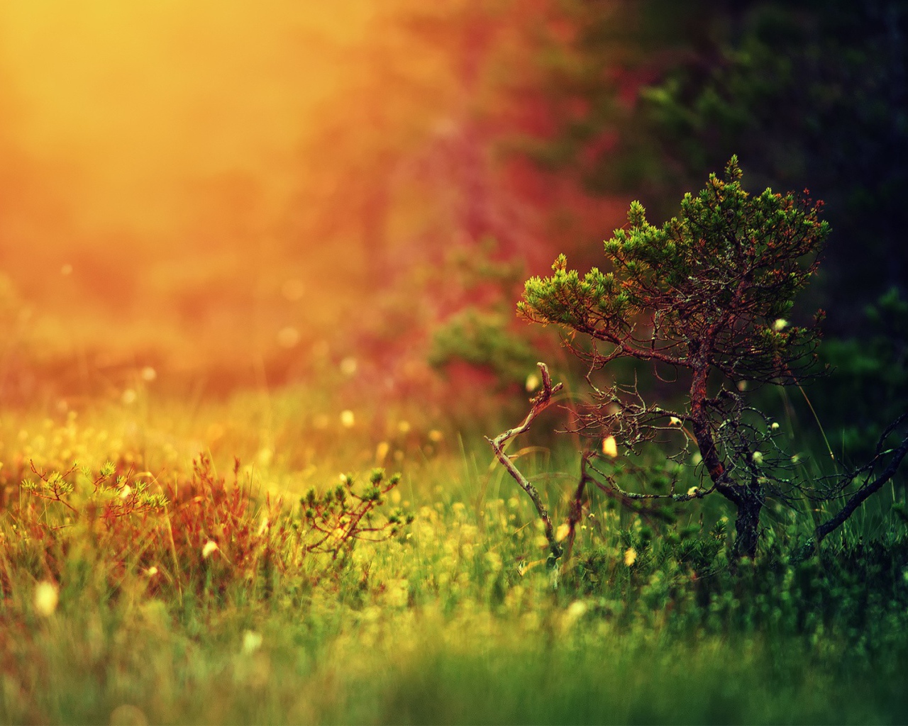 Молодой можжевельник