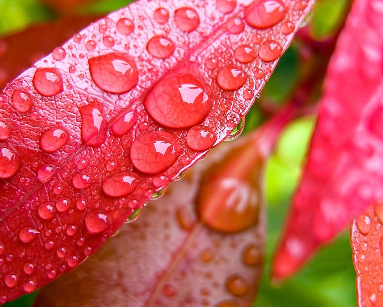 Капли росы на красных листьях