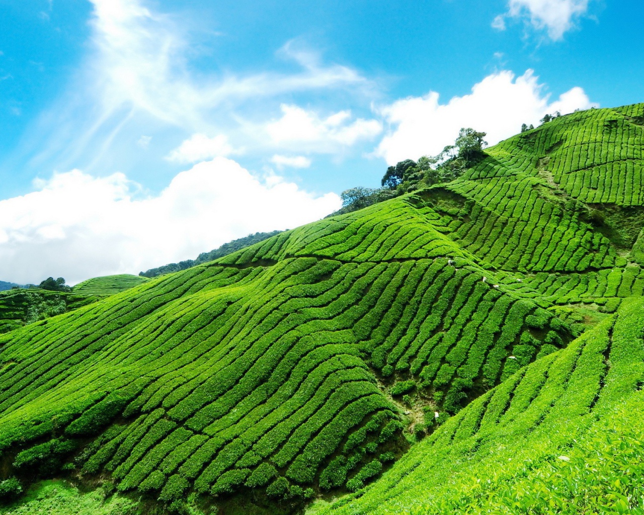 Плантация чая в горах