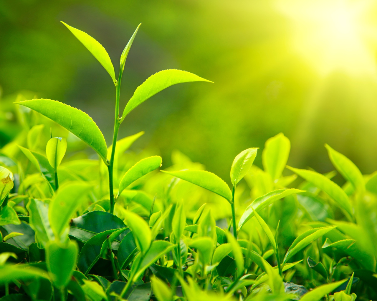 Молодые Чайные листья