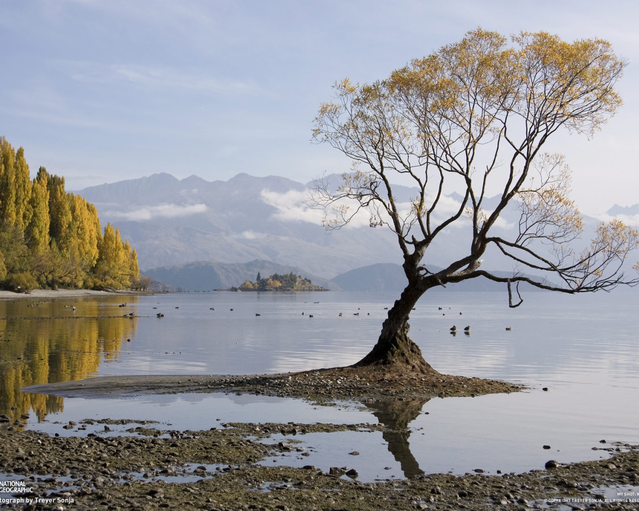 Одинокое дерево в воде