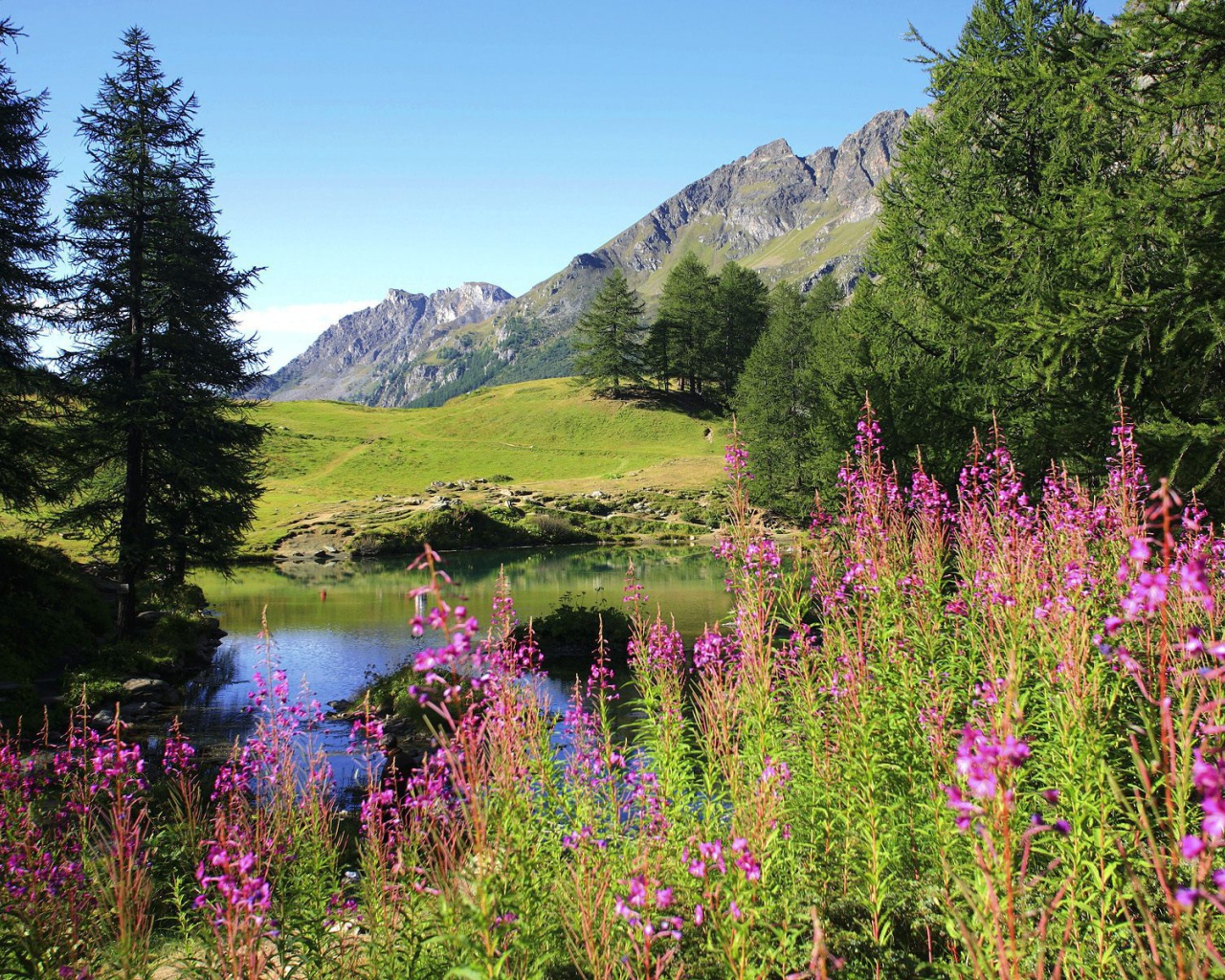 Цветет иван чай