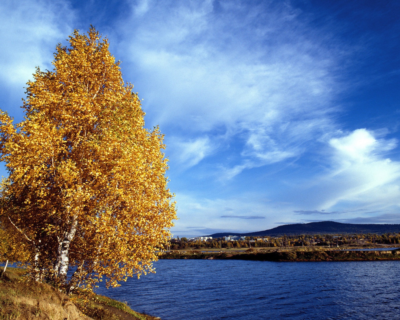 Золотое дерево на обрыве
