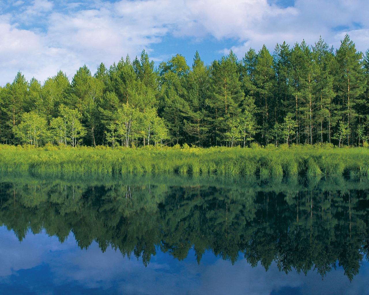 Зелень у реки