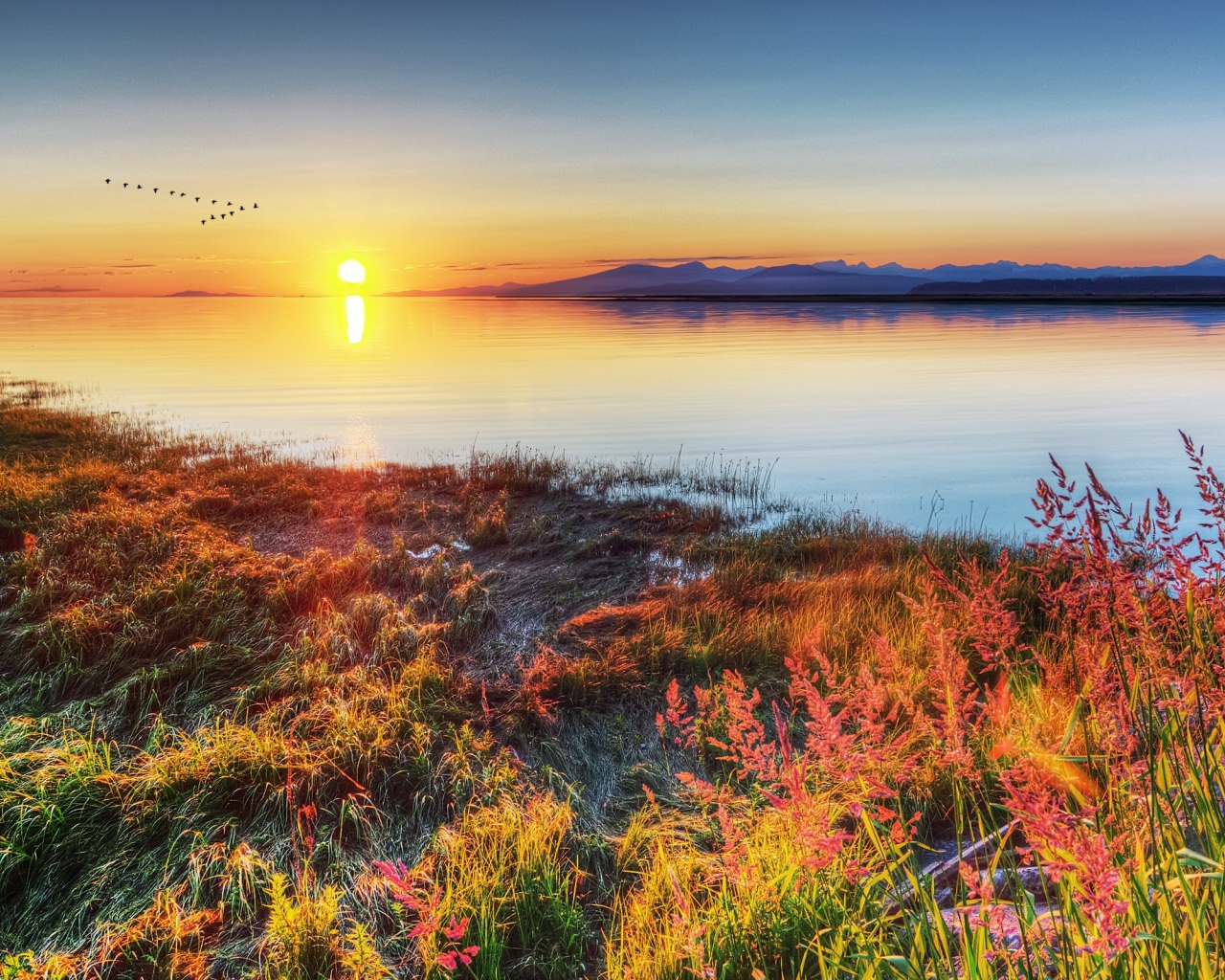 Стая птиц над озером