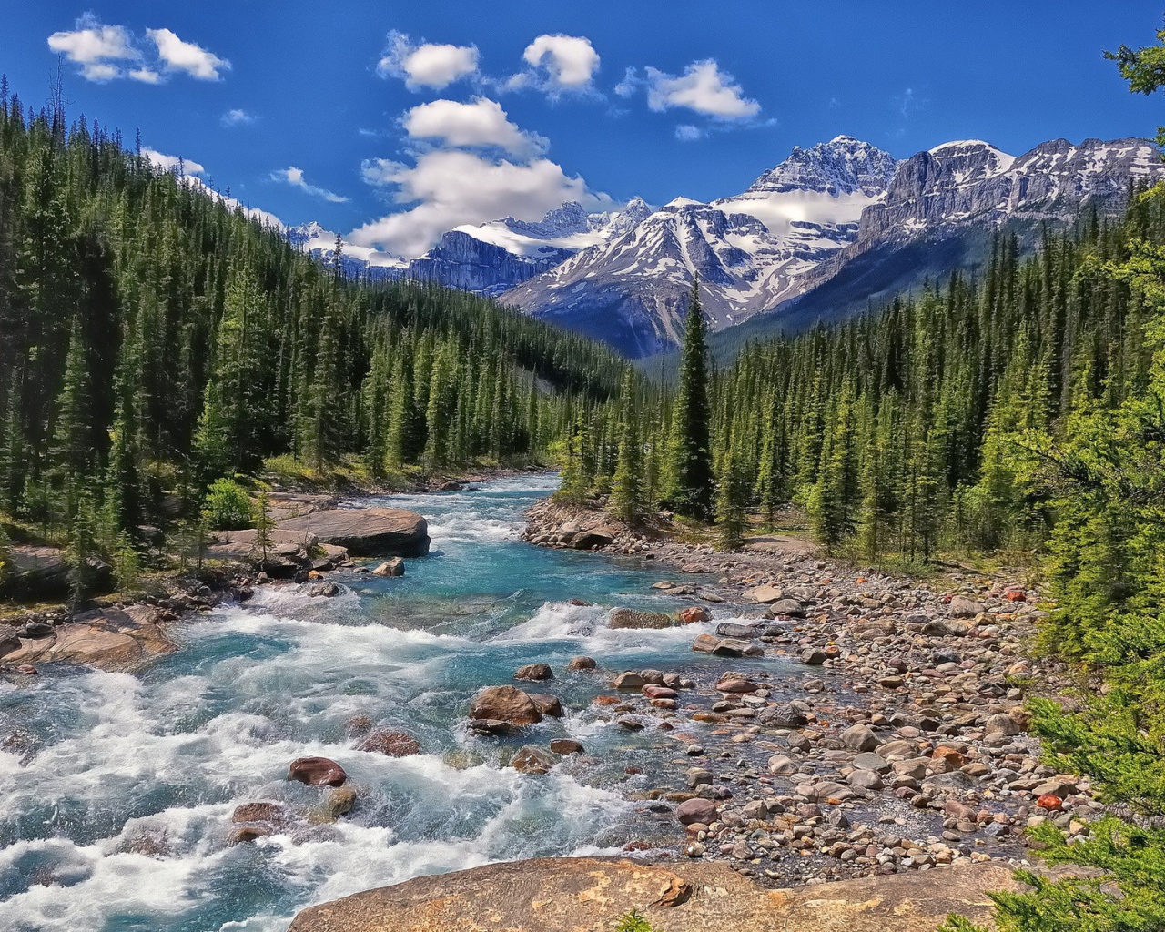 Бурная река течет через хвойный лес