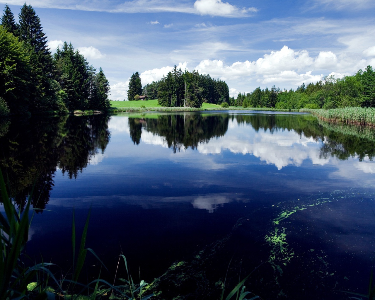 Зеленый лес у озера