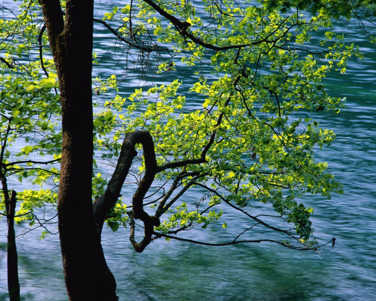 Дерево над рекой в Китае