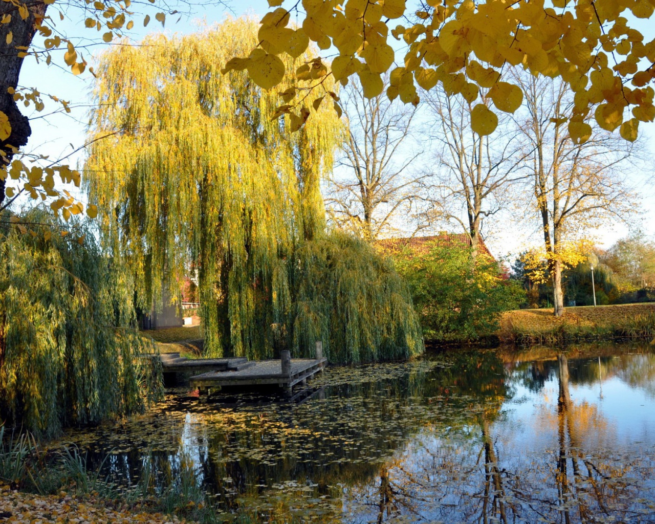 Плакучая ива у пруда