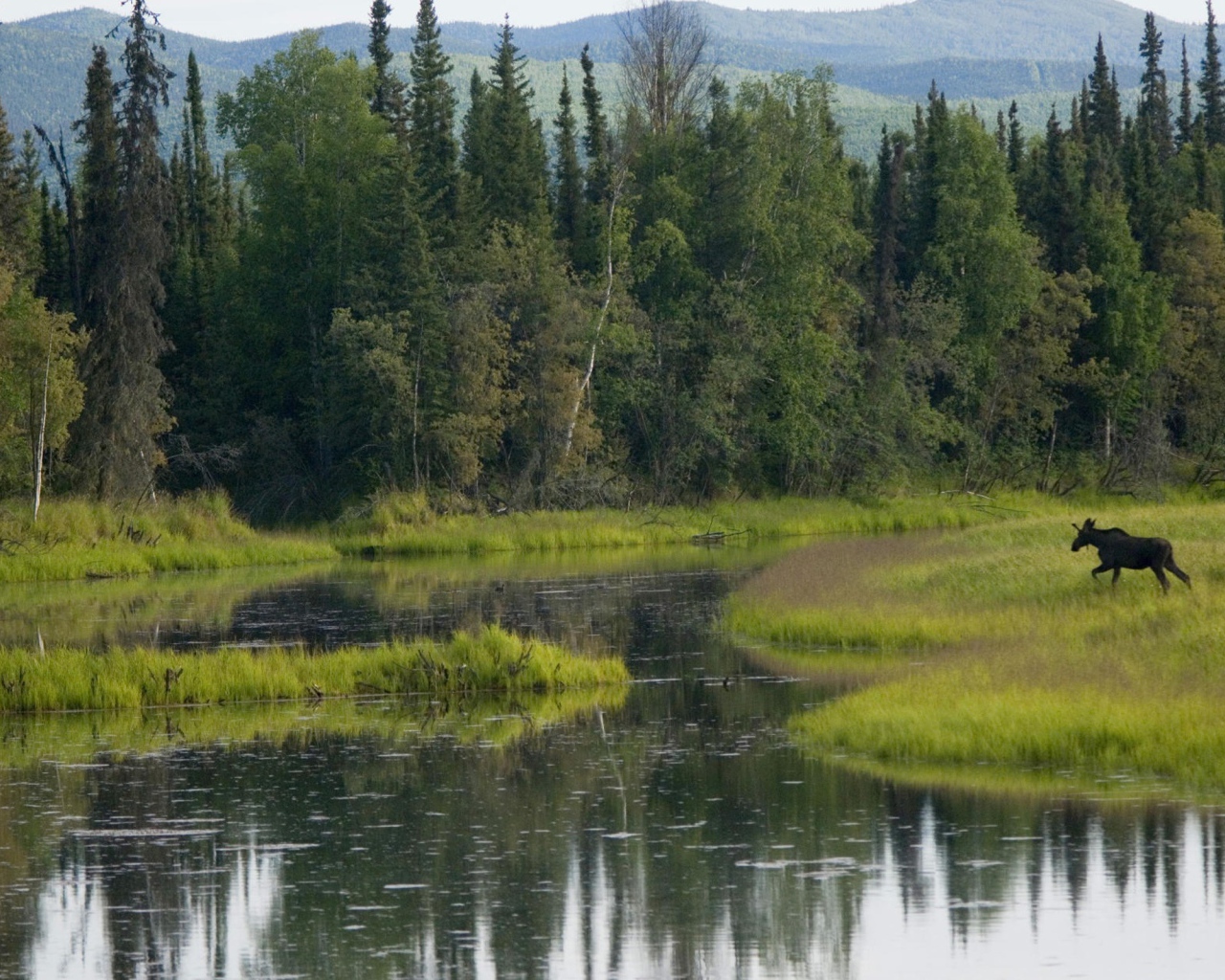 Лось бежит по болоту