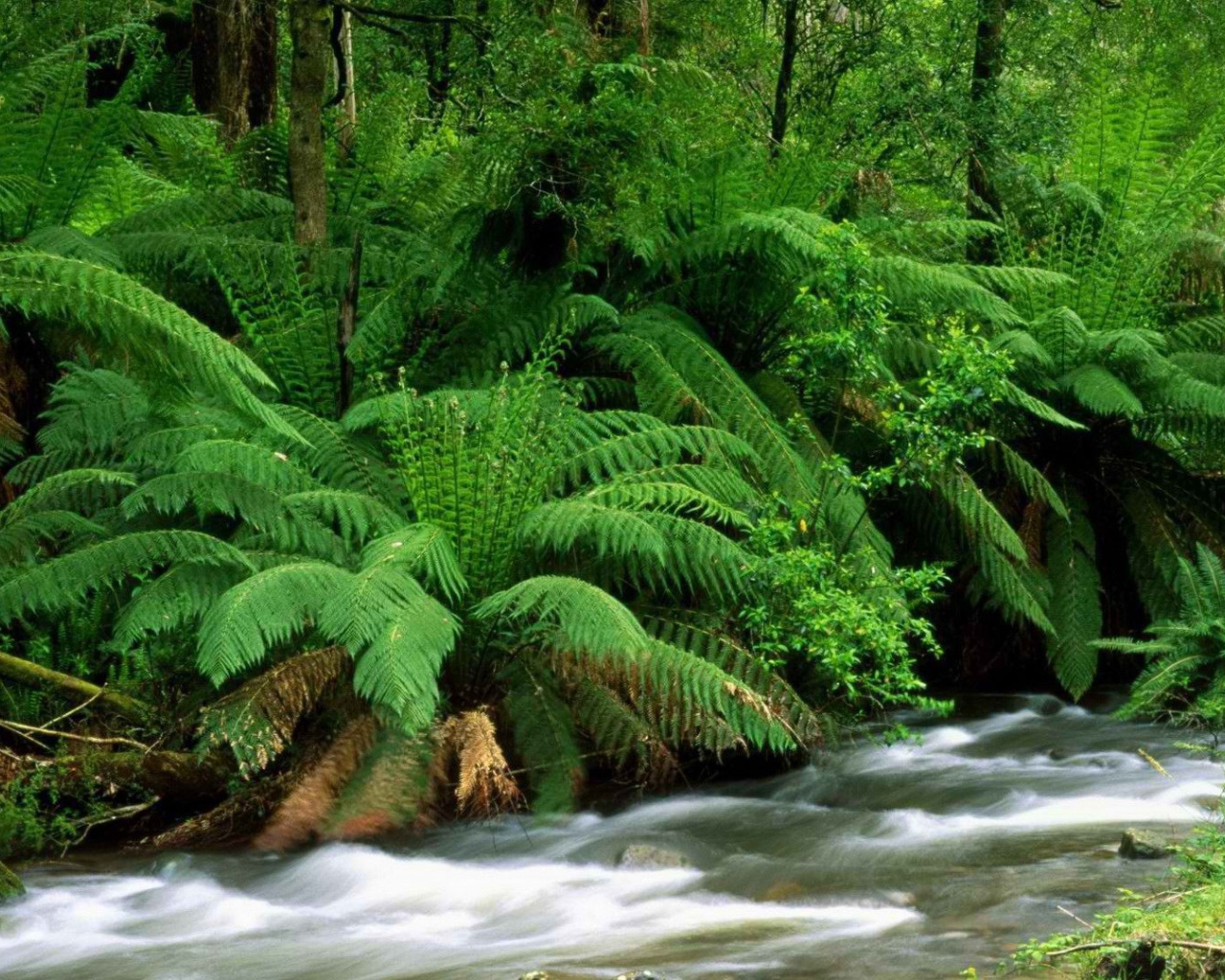 Река в тропиках