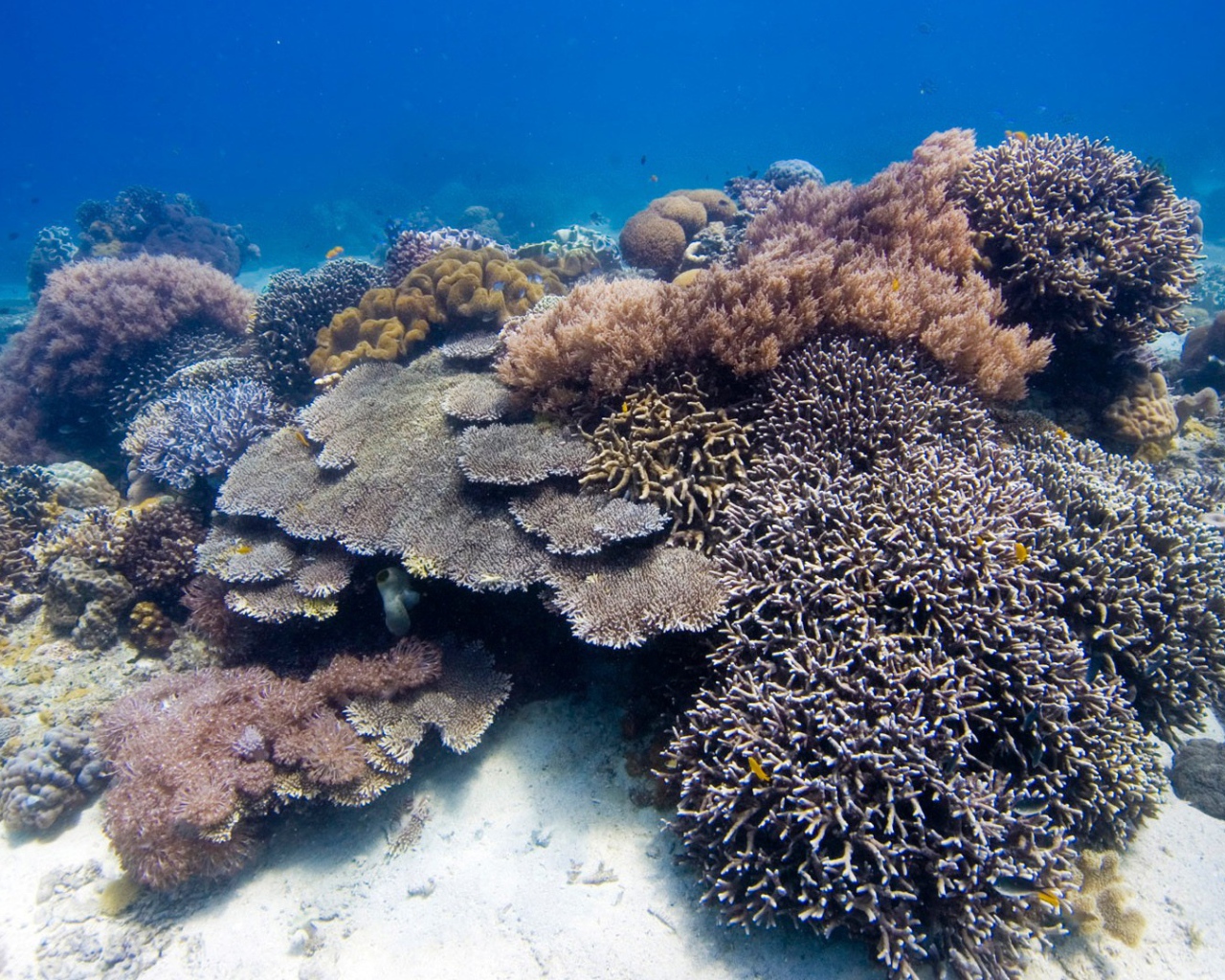 Коралловые полипы на дне моря