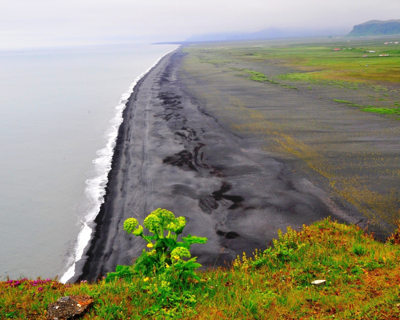 Морской пейзаж с растением