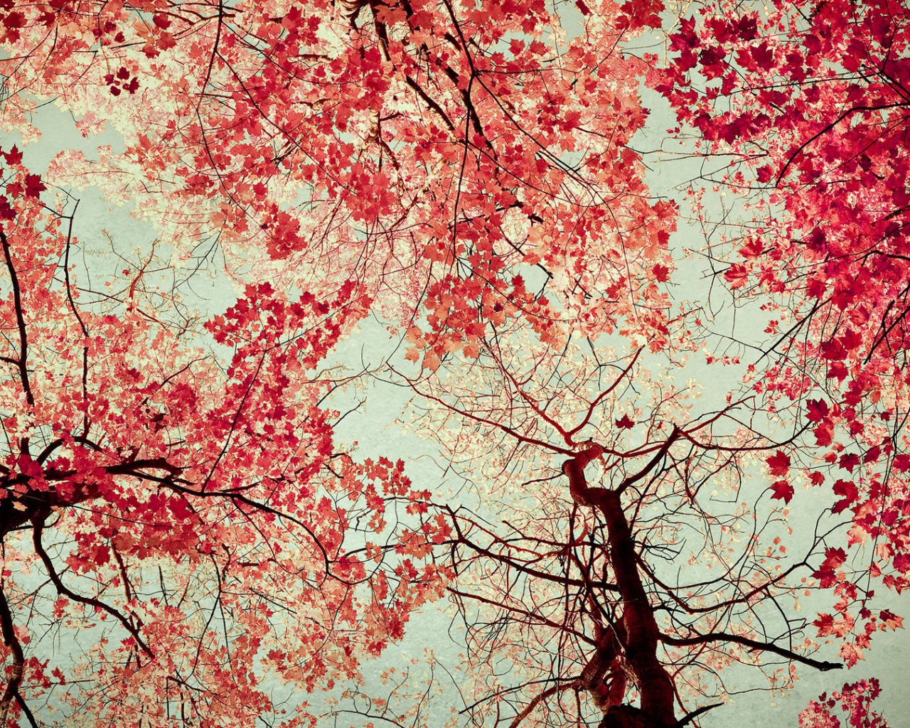 Осенние краски на небе