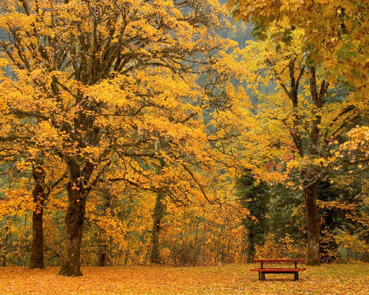 Bench under a yellow trees