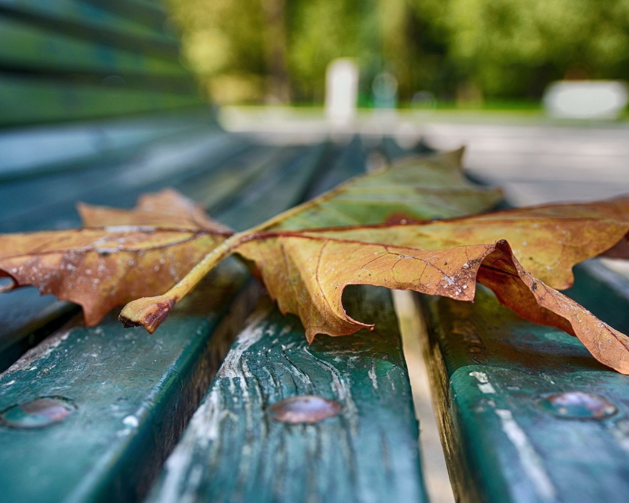 Кленовый лист на скамейке