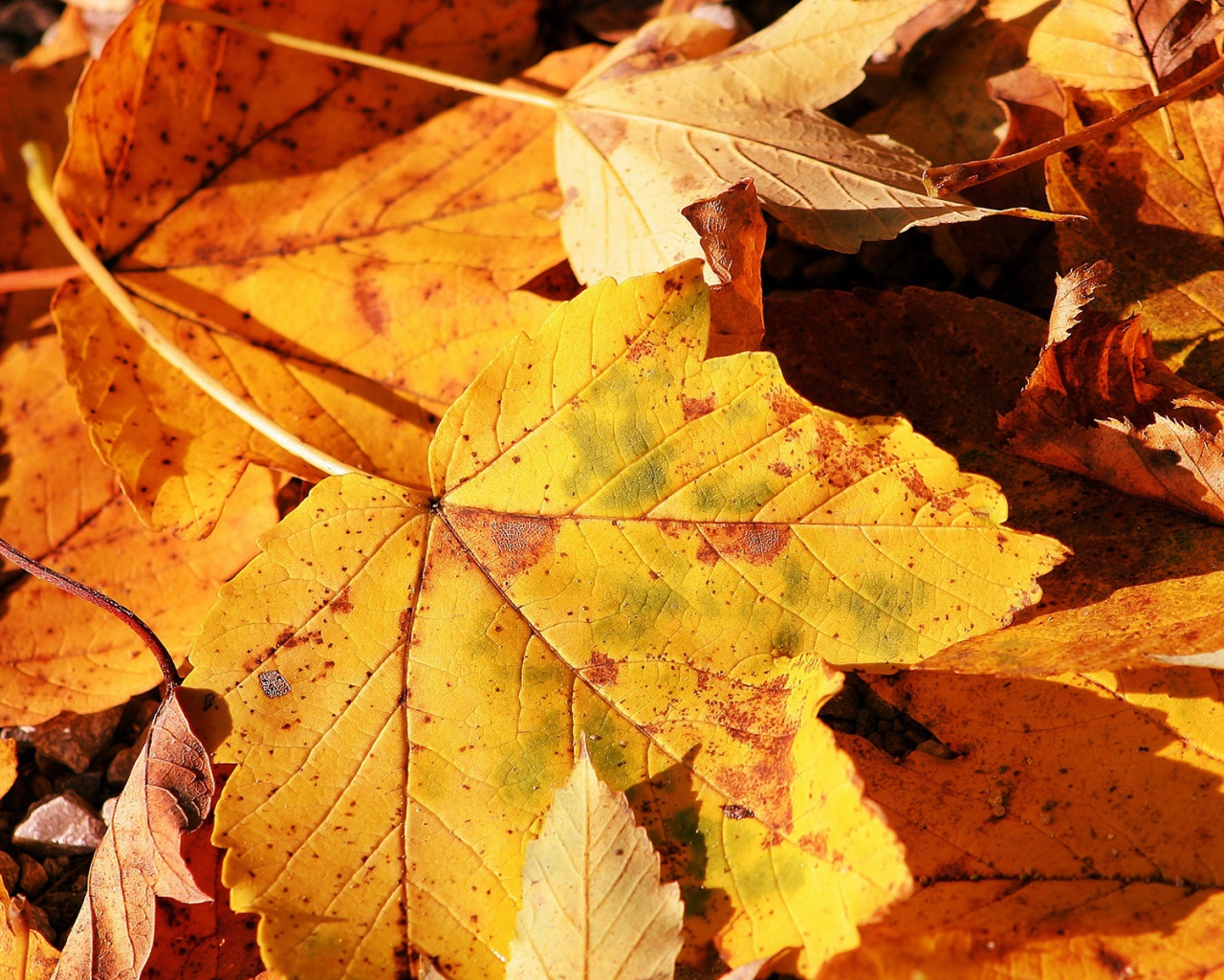 Осенние листья крупным планом