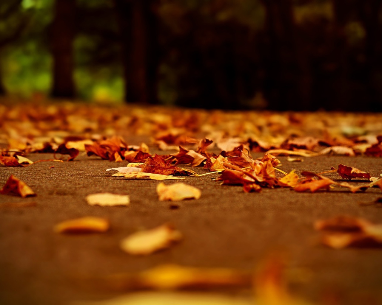 Опавшие листья осени