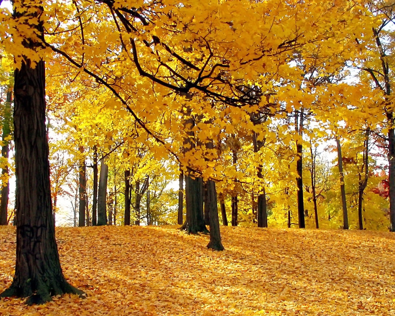 incredible autumn trees