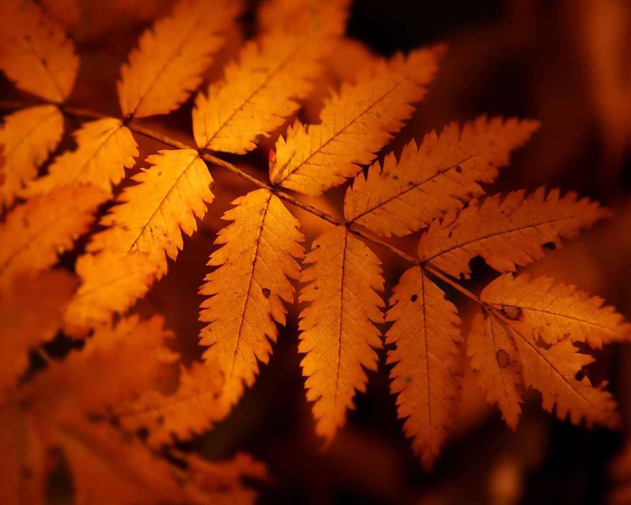 orange leaves of the autumn