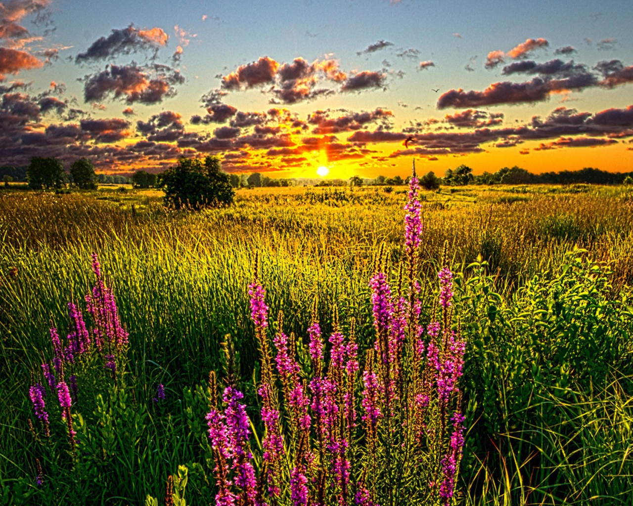 Синие цветы на золотом закате