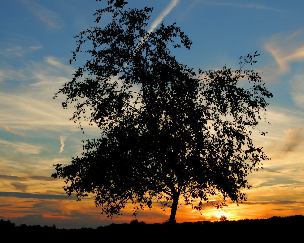 Одинокое дерево на закате