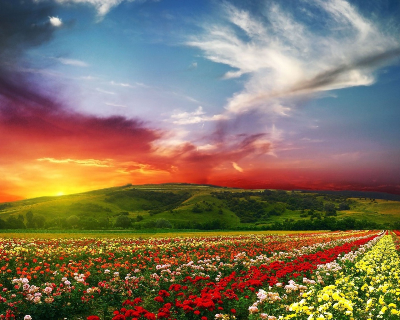 Красный закат над полем