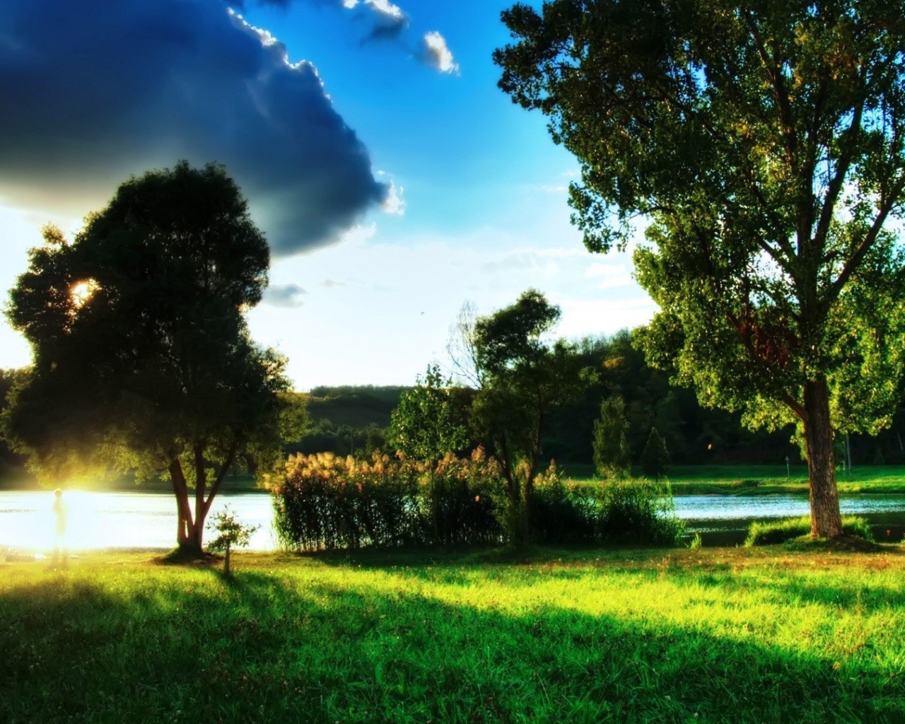 Закат за деревом